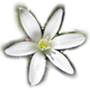 small star of bethlehem flower in the top navigation menu